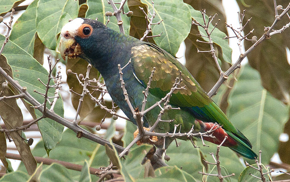 White-crowned Parrot (Pionus senilis)