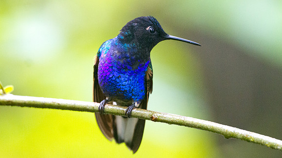 Velvet-purple Coronet (Boissonneaua jardini)