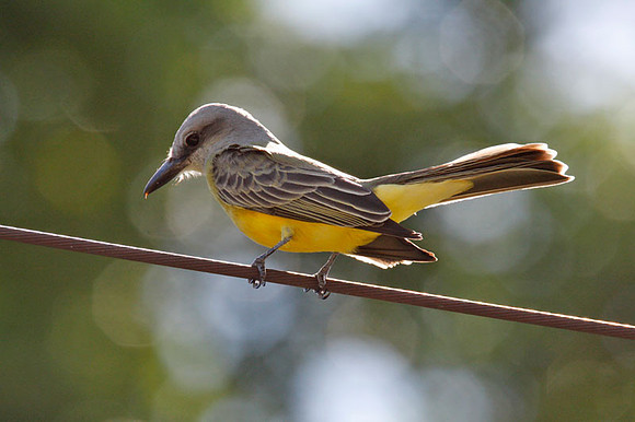 Couch's Kingbird (Tyrannus couchii)
