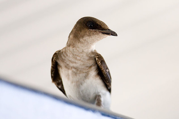 Northern Rough-winged Swallow (Stelgidopteryx serripennis) juvenile