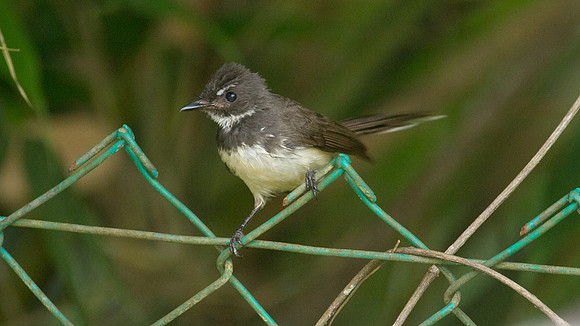 Pied Fantail (Rhipidura javanica)