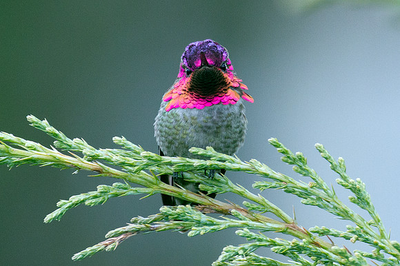 Anna's Hummingbird (Calypte anna)
