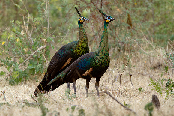 Green peafowl (Pavo muticus)