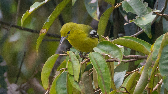 Common Iora (Aegithina tiphia)