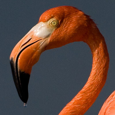American Flamingo (Phoenicopterus ruber)