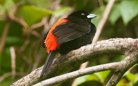 Passerini's Tanager (Ramphocelus passerinii) male