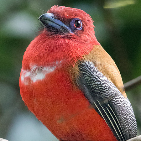 Red-headed trogon (Harpactes erythrocephalus) Male