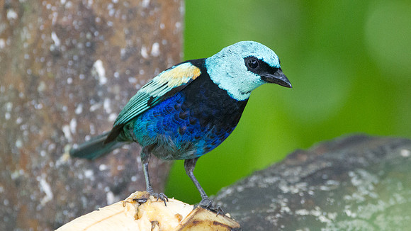 Blue-necked Tanager (Tangara cyanicollis)