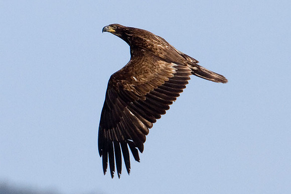Bald Eagle (Haliaeetus leucocephalus) immature