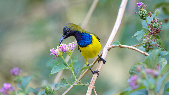 Olive-backed sunbird (Cinnyris jugularis)
