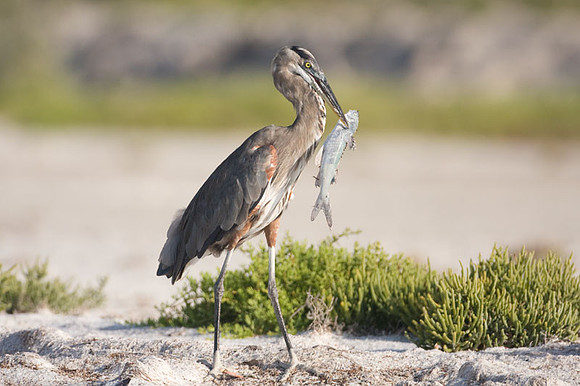 Great Blue Heron (Ardea herodias)