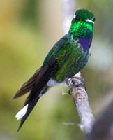 Purple-bibbed Whitetip (Urosticte benjamini)