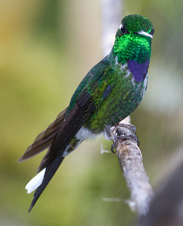 Purple-bibbed Whitetip (Urosticte benjamini)