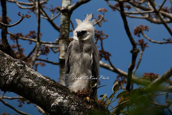 Harpy Eagle (Harpia harpyja)