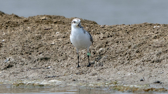 Spoon-billed sandpiper (Eurynorhynchus pygmeus)