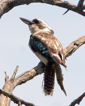 Laughing Kookaburra (Dacelo novaeguineae)