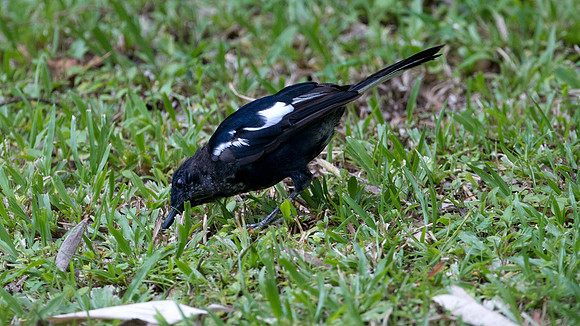 Oriental Magpie-Robin (Copsychus saularis)