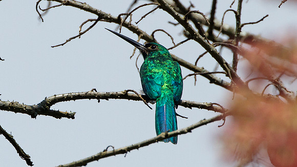 Bluish-fronted Jacamar (Galbula cyanescens)
