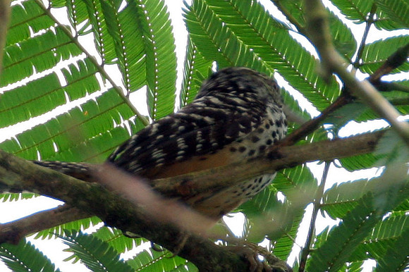 Band-backed Wren (Campylorhynchus zonatus)