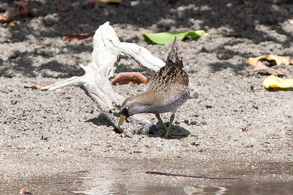 Sora (Porzana carolina)