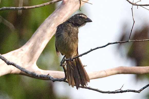 Greyish Saltator (Saltator coerulescens)