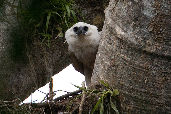 Harpy Eagle (Harpia harpyja)