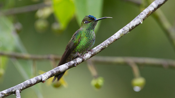 Violet-fronted Brilliant (Heliodoxa leadbeateri)