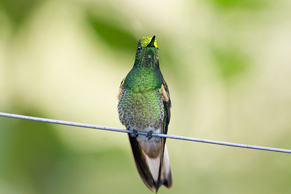 Buff-tailed Coronet (Boissonneaua flavescens)