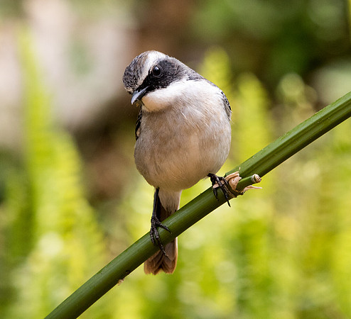Grey bush chat (Saxicola ferreus)
