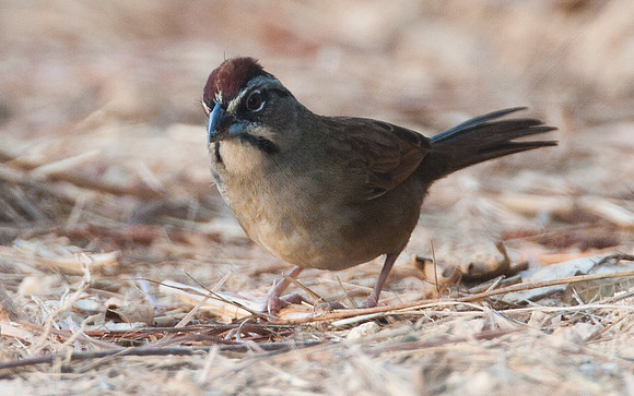 Rusty Sparrow (Aimophila rufescens)