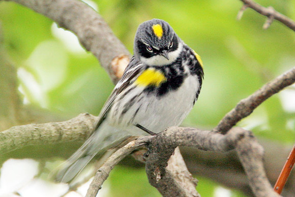 Yellow-rumped Warbler (Dendroica coronata)