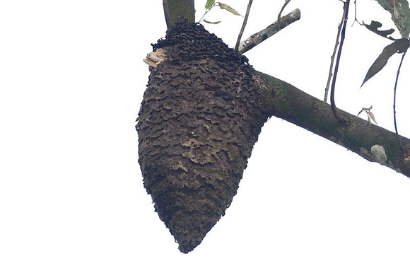 Termite nest