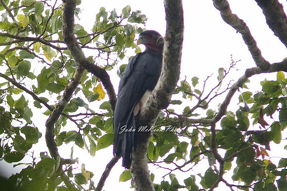Red-throated Caracara (Ibycter americanus)
