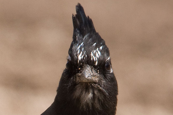 Steller's Jay (Cyanocitta stelleri)