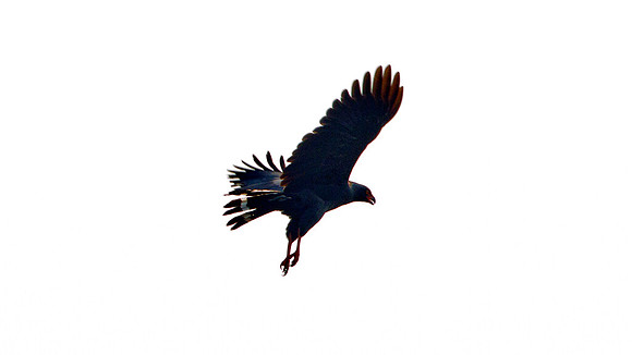 Slate-coloured Hawk (Leucopternis schistaceus)