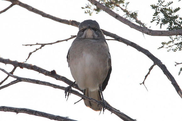 Northern Mockingbird (Mimus polyglottos)