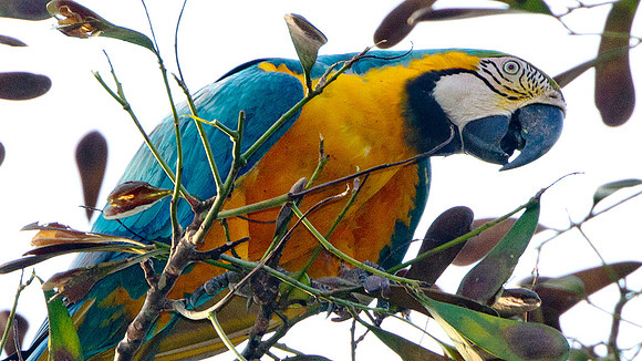 Blue-and-Yellow Macaw (Ara ararauna)