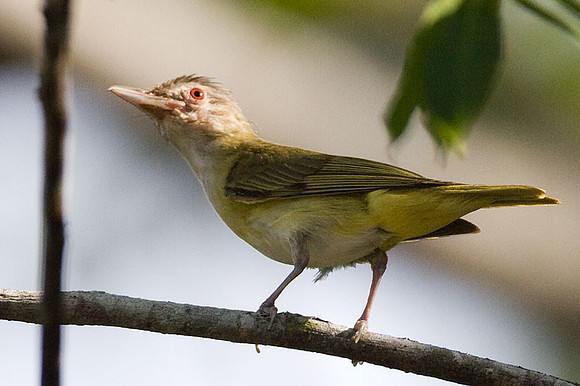 Yellow-green Vireo (Vireo flavoviridis)