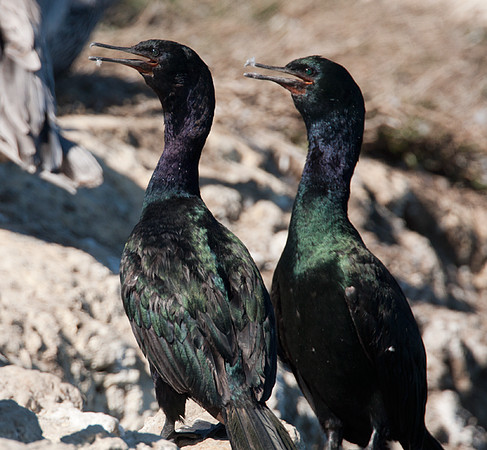 Pelagic Cormorant (Phalacrocorax pelagicus)