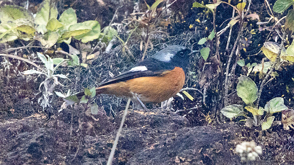 Daurian redstart (Phoenicurus auroreus) Male
