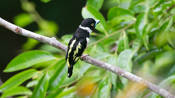Black-and-yellow Broadbill (Eurylaimus ochromalus)