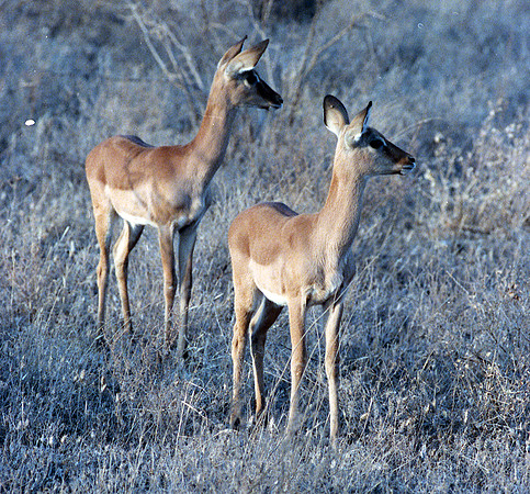 1988 Africa Ana img257