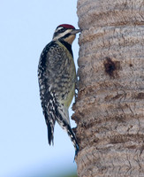 Yellow-bellied Sapsucker (Sphyrapicus varius) female