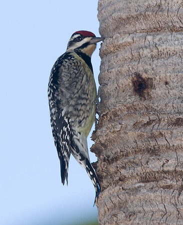 Yellow-bellied Sapsucker (Sphyrapicus varius) female