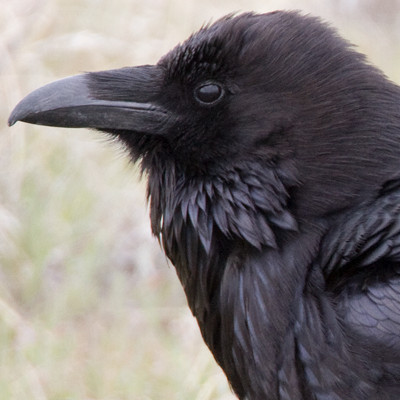 Common Raven (Corvus corax) also known as Northern Raven