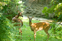 White-tailed Deer (Odocoileus virginianus)