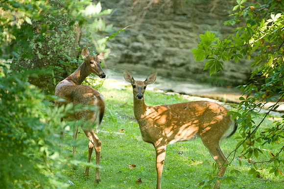 White-tailed Deer (Odocoileus virginianus)