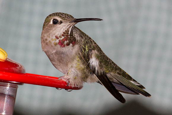 Anna's Hummingbird (Calypte anna)