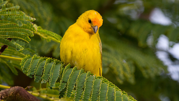 Saffron Finch (Sicalis flaveola)