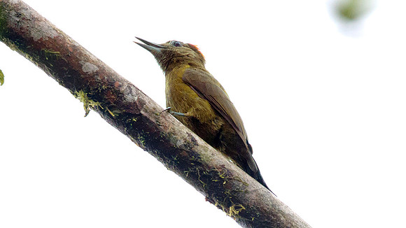 Smoky-brown Woodpecker (Picoides fumigatus)